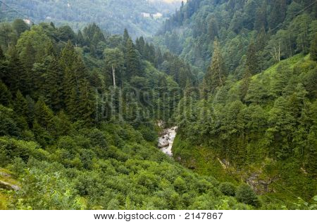 Skov