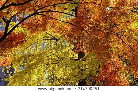Autumn Scenery In Tokyo, Japan