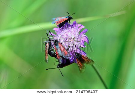 Zygaenidae butterfly. Zygaena viciae, the New Forest burnet, is a member of the Zygaenidae family.