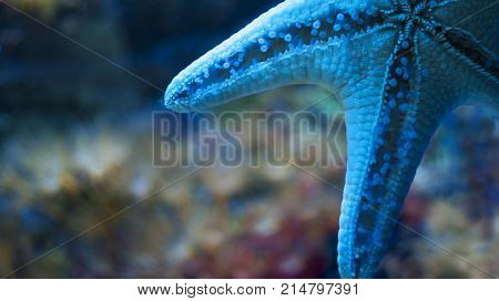 Starfish on the glass in the aquarium