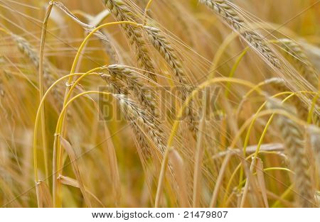 Byg, Hordeum Vulgare