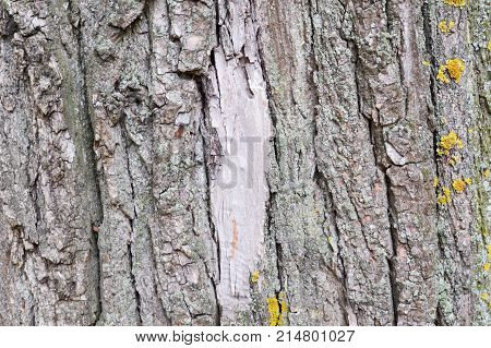 Texture of the bark of a brown old tree with yellow moss.