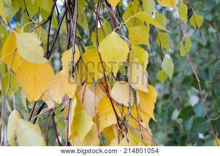 yellow autumn leaves on a tree background