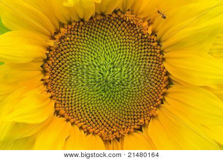 Natural background - closeup sunflower picture