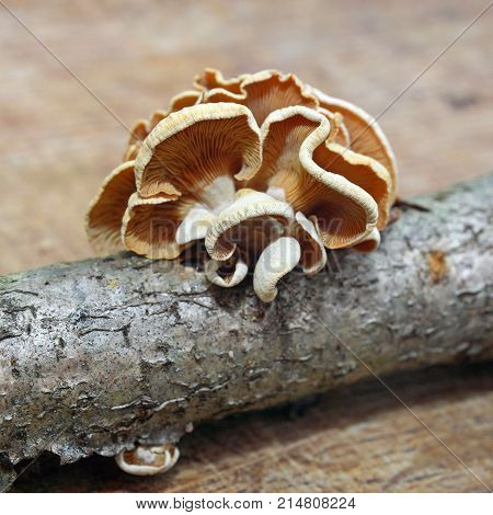 panellus stipticus mushroom known as the bitter oysterling
