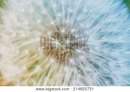 photo of dandelion flower.
dandelion flowers in the picture depicts warm and cold
