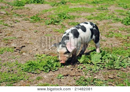 Gefleckte Schwein