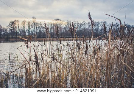 Reed On The Shore Of The Lake