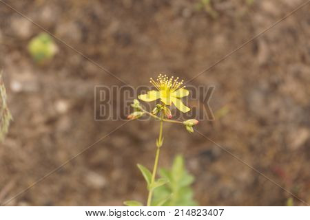 Flower Of The St. John Wort Hypericum Quartinianum