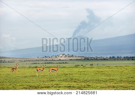 Beautiful african landscape with thomson's gazelles against the background of the active volcano Ol Doinyo Lengai with smoke swirls over the crater shown before sunrise Tanzania Africa