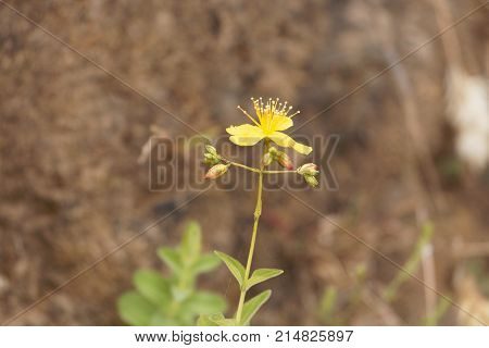 Flower Of The St. John Wort Hypericum Quartinianum