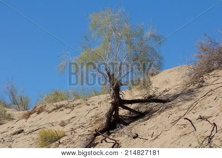 plant with the sands of the steppe on a background of blue sky .