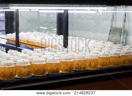 Cordyceps militaris in glass bottles. (Scientific name:Ophiocordyceps sinensis) Cordyceps militaris will grow within a glass bottle. Asians are used as a body tonic.