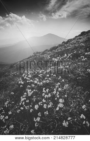 Bright Carpathian Morning. B&w