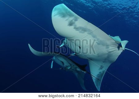 Manta Ray Diving Underwater Galapagos Islands Pacific Ocean