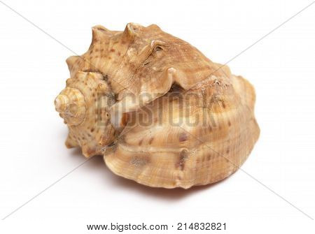Close-up a shell isolated on a white background