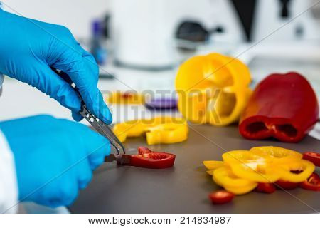 Quality Control Food Safety Inspector Working With Vegetables In A Laboratory