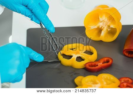 Quality Control Food Safety Inspector Working With Vegetables In A Laboratory