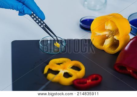 Quality Control Food Safety Inspector Working With Vegetables In A Laboratory