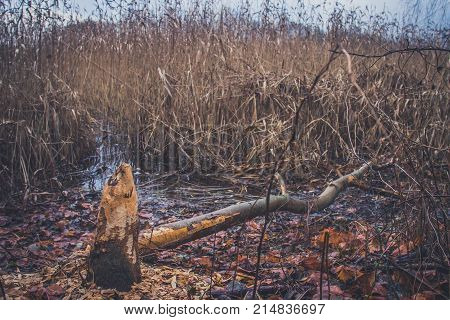 Trunks of trees damaged by beavers in the autumn day.