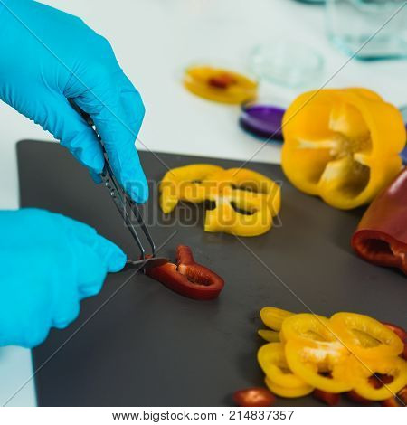 Quality Control Food Safety Inspector Working With Vegetables In A Laboratory