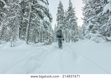 Happy Tourist Girl With A Backpack Walks In A Winter Forest Among Large Trees