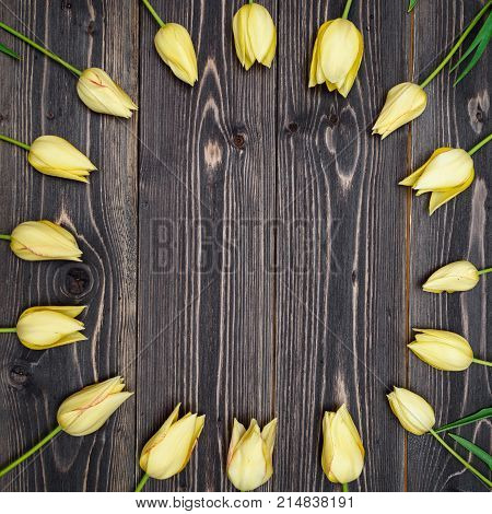 Round frame of yellow tulip flowers on rustic wooden background copy space. Spring flowers. Spring background. Holiday greeting card for Valentine's Day Woman's Day (March 8) Mother's Day. Top view flat lay. Easter spring concept
