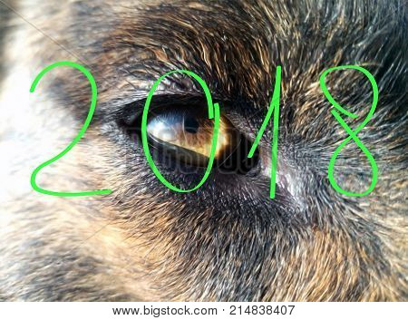 The eye of an animal.New Year 2018. Yellow color The beast is a dog Element - earth.