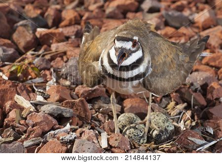 Killdeer screaching to warn something away from its nest and eggs