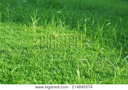 Green lawn for background. Nature. Day time