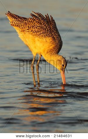 Marmoreret Godwit sondering