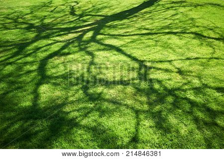 Green lawn with tree shadow at sunlight.