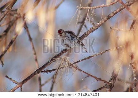 Redpoll is sitting on a tree branch. Spring morning.
