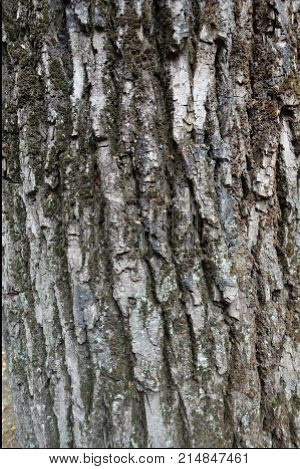 Closeup Of Surface Of Dry Tree Bark