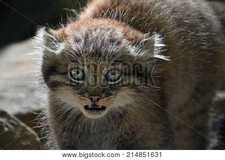 Close Up Portrait Of Manul Kitten Hissing