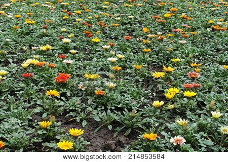 Multicolored Flowers Of Gazania In The Flowerbed
