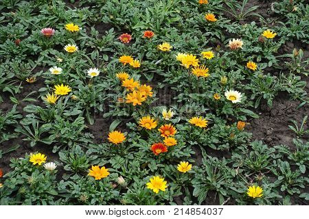 Orange, Yellow, Red, White And Pink Flowers Of Gazania