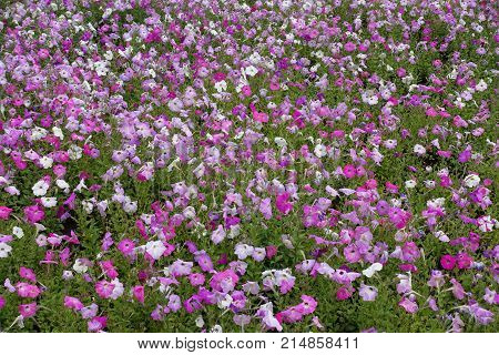 Colorful Flowers Of Petunias In The Garden