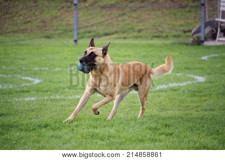 the Belgian Shepherd dog Malinois exercises the contribution of object for his master during a contest