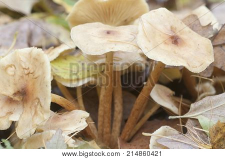Pholiota lubrica mushrooms on a soil with autumn leaves