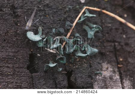 Chlorencoelia versiformis and Ascocoryne sarcoides slime mould