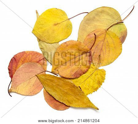 autumn leaves on a white background . Photos in the studio