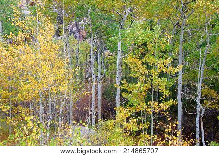 Aspen trees grow amongst the rocky landscape of Medicine Bow National Forest in Wyoming