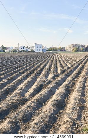 Fields of garden vegetable in Valencia Huerta de Valencia. Field of tiger nut after was burned. Tiger nut milk is a drink typical of Valencia
