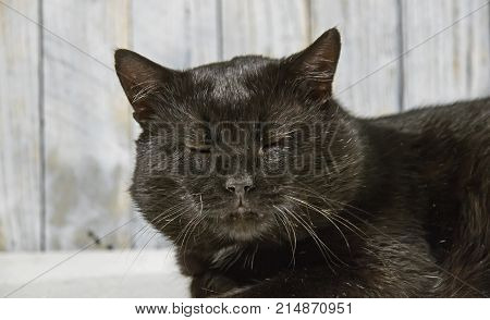 Adult, naked, black cat. The cat is well fed, has a round mound. The short hair is shiny. The cat is sleepy and weary. It is a white background.