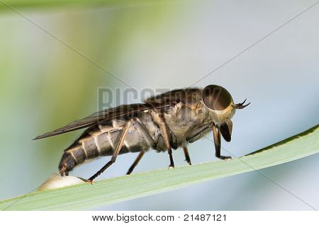 Chrysops