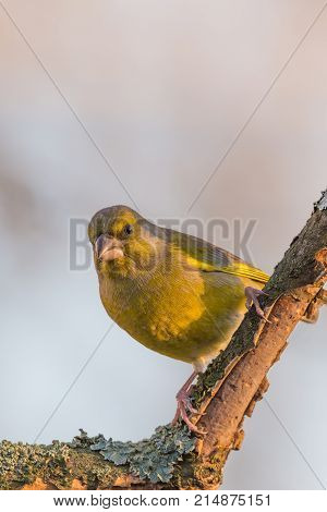 Colorful Greenfinch Bird Perched On Twig Partially Without Bark