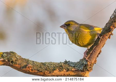 Colorful Green-finch Bird Perched On Twig Partially Without Bark