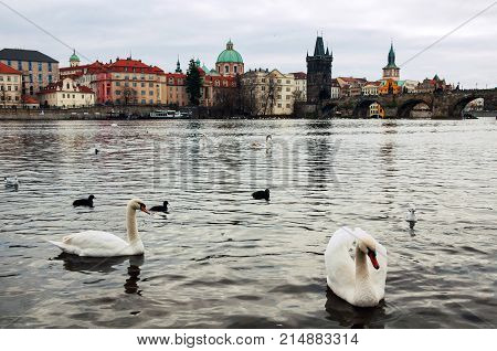Prague Czech Republic. Charles Bridge over Vltava river in Prague Czech Republic. The tower is one of the most exceptional examples of the gothic architecture. Moody weather with swans