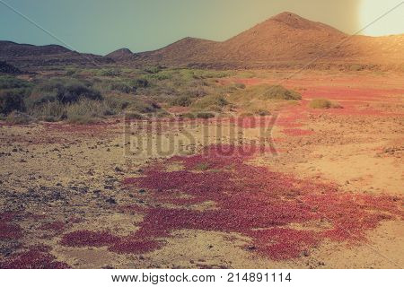 Euphorbia balsamifera plant landscape. Arid territory of Lobos island, Canary, Spain. Rocky Hills with Instagram Effect. Vitage panoramic view.